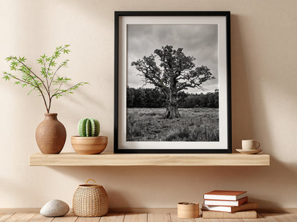 Poster of ancient oak tree in meadow black and white photography rustic style
