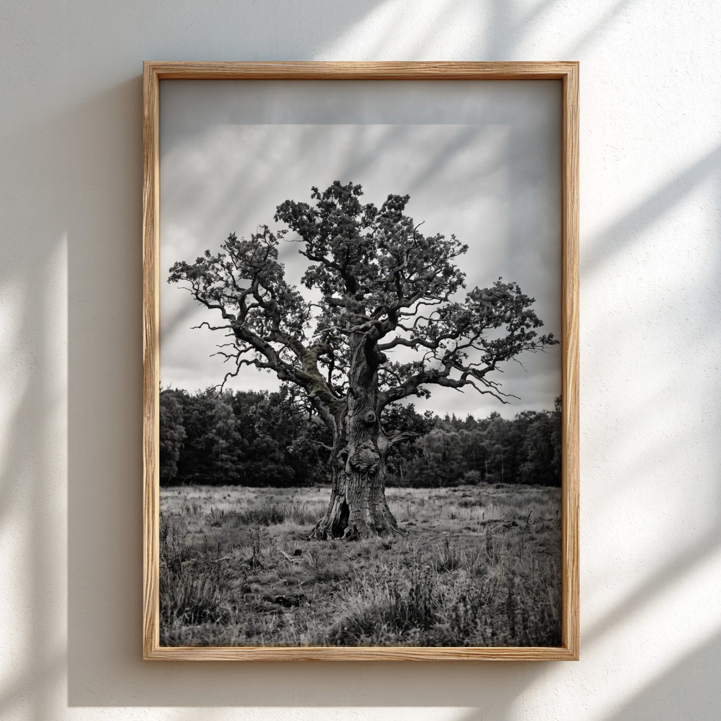 Poster of ancient oak tree in meadow black and white photography rustic style