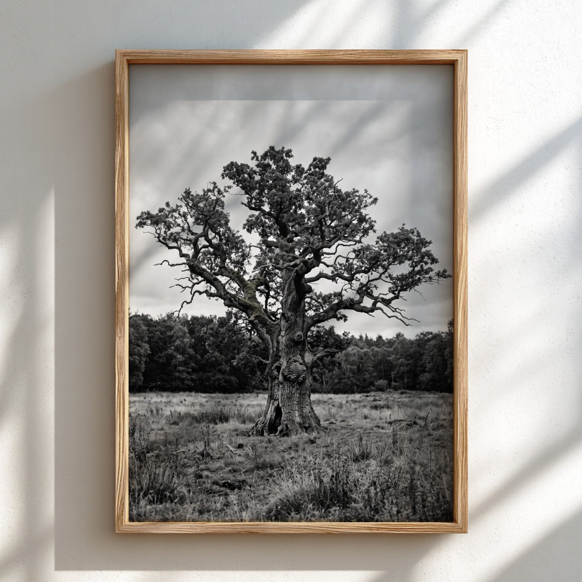 Poster of ancient oak tree in meadow black and white photography rustic style