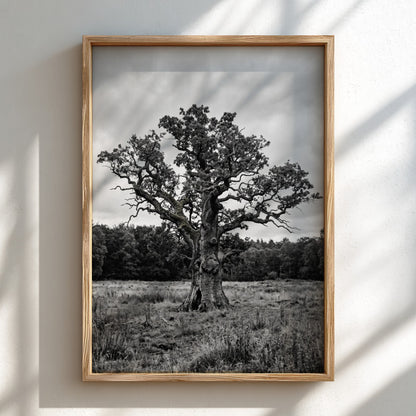 Poster of ancient oak tree in meadow black and white photography rustic style