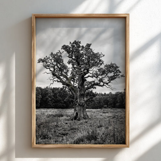 Poster of ancient oak tree in meadow black and white photography rustic style