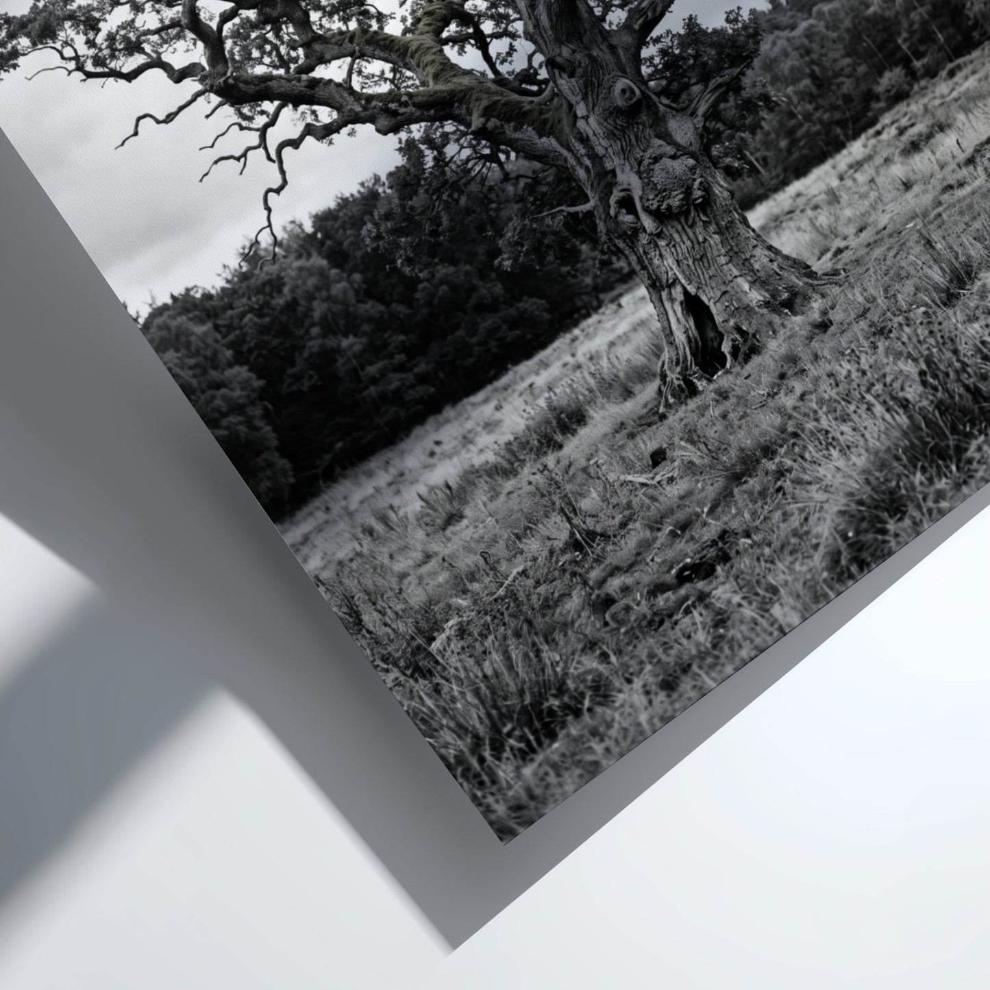 Poster of ancient oak tree in meadow black and white photography rustic style