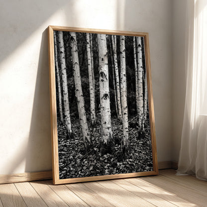 Black and white poster of birch trees with textured bark and fallen leaves forest floor
