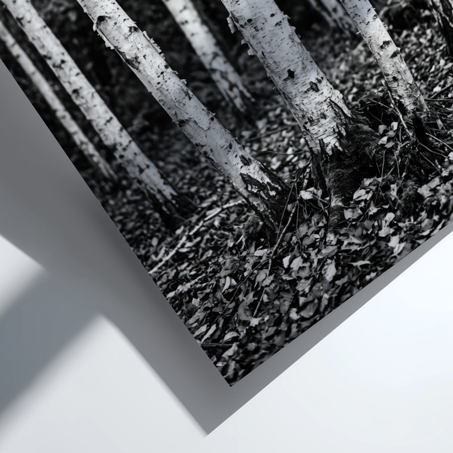 Black and white poster of birch trees with textured bark and fallen leaves forest floor