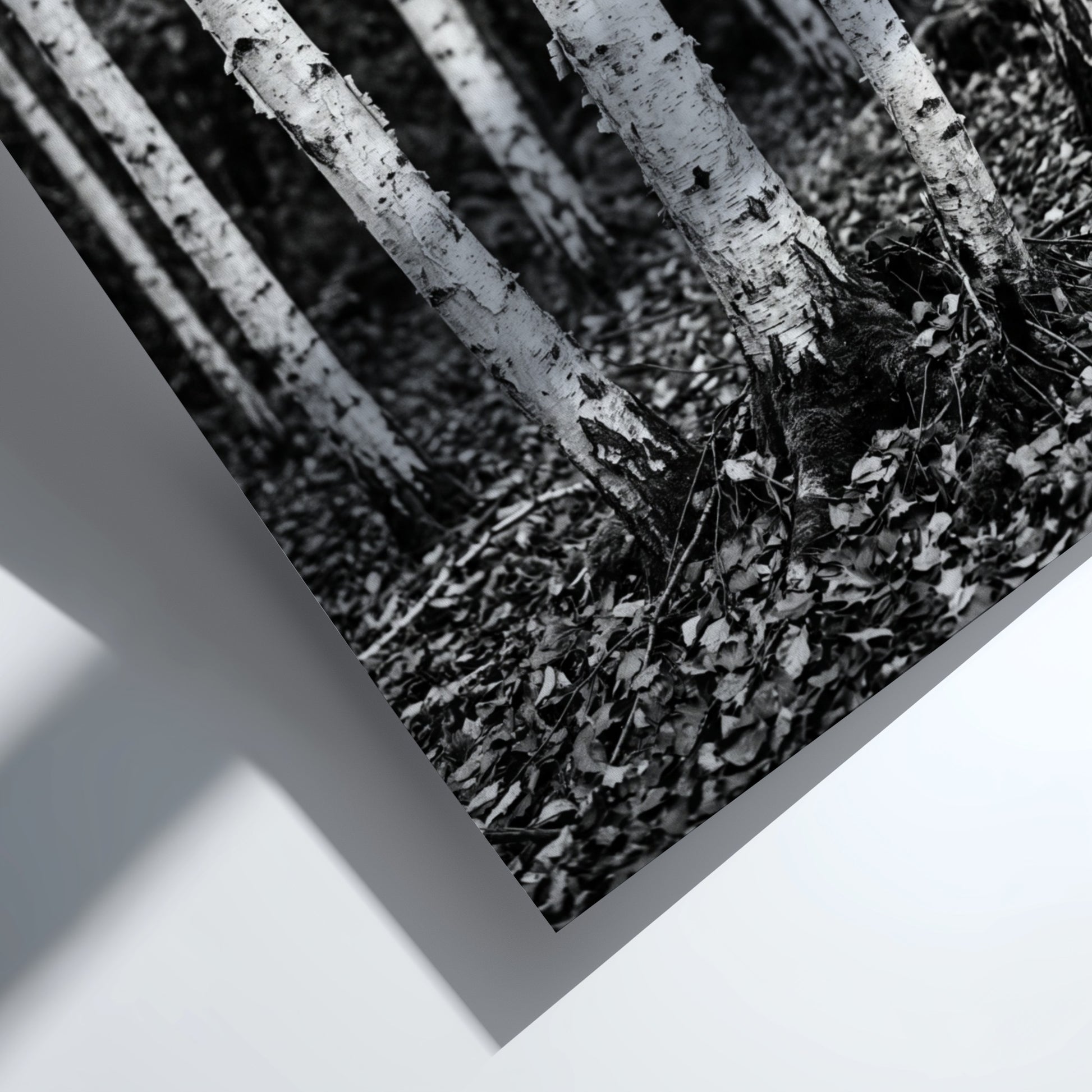 Black and white poster of birch trees with textured bark and fallen leaves forest floor