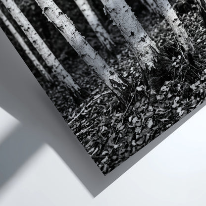 Black and white poster of birch trees with textured bark and fallen leaves forest floor