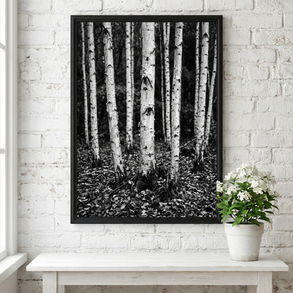 Black and white poster of birch trees with textured bark and fallen leaves forest floor