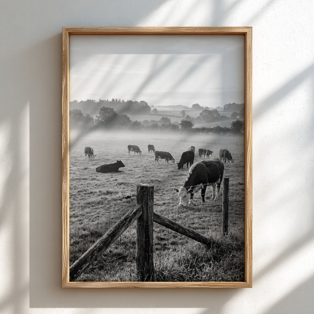 Poster of black and white photograph showing cattle grazing in misty rural pasture with wooden fence