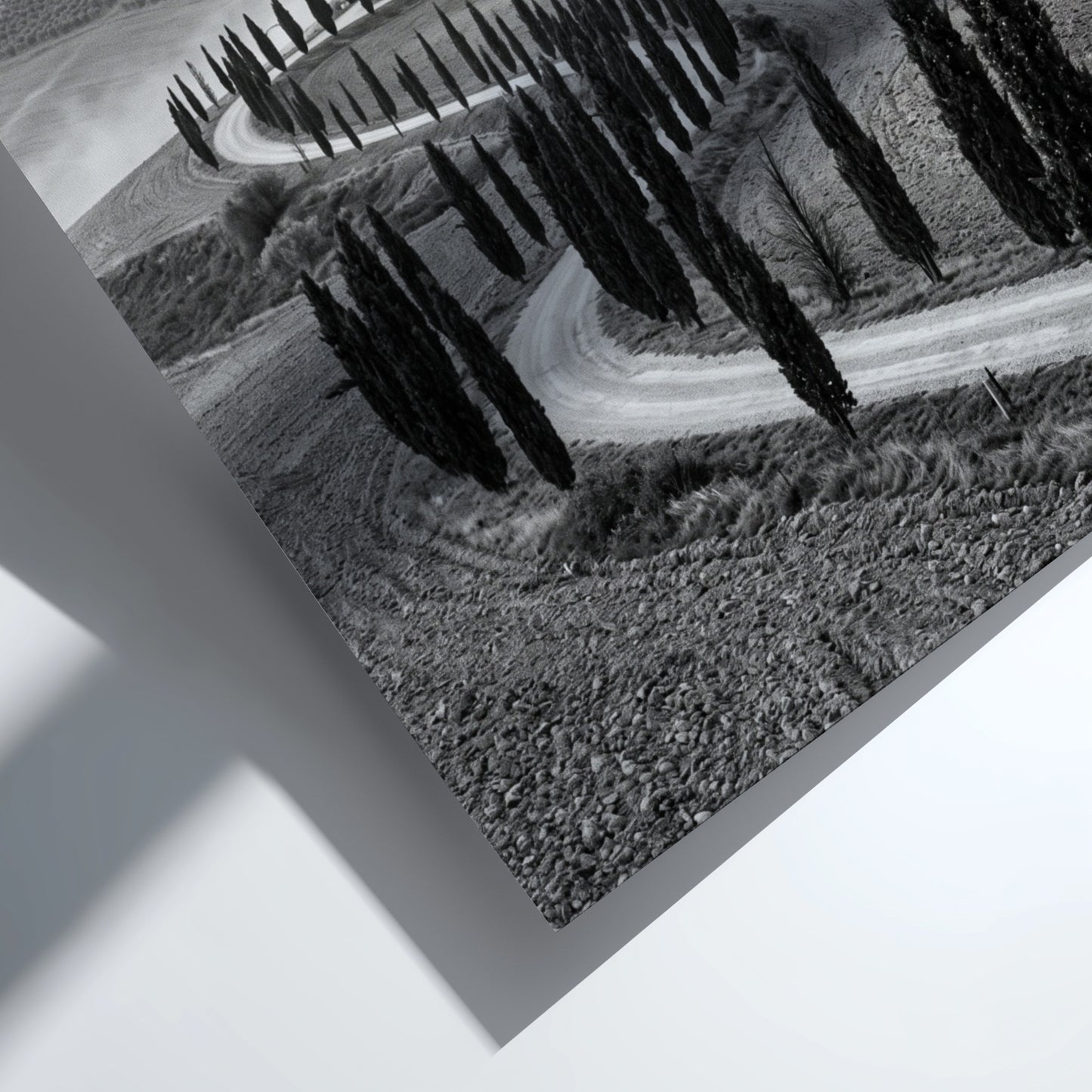 Black and white wall decor featuring tall cypress trees lining winding road on rolling hills