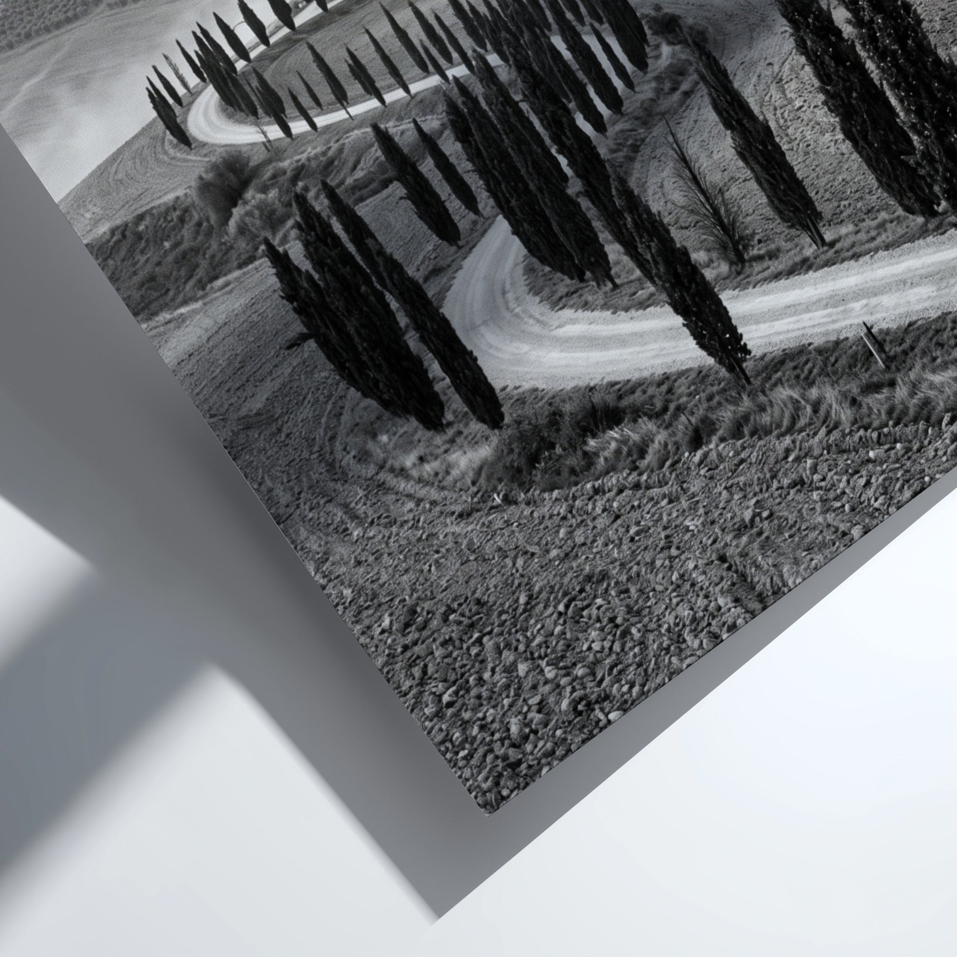 Black and white wall decor featuring tall cypress trees lining winding road on rolling hills