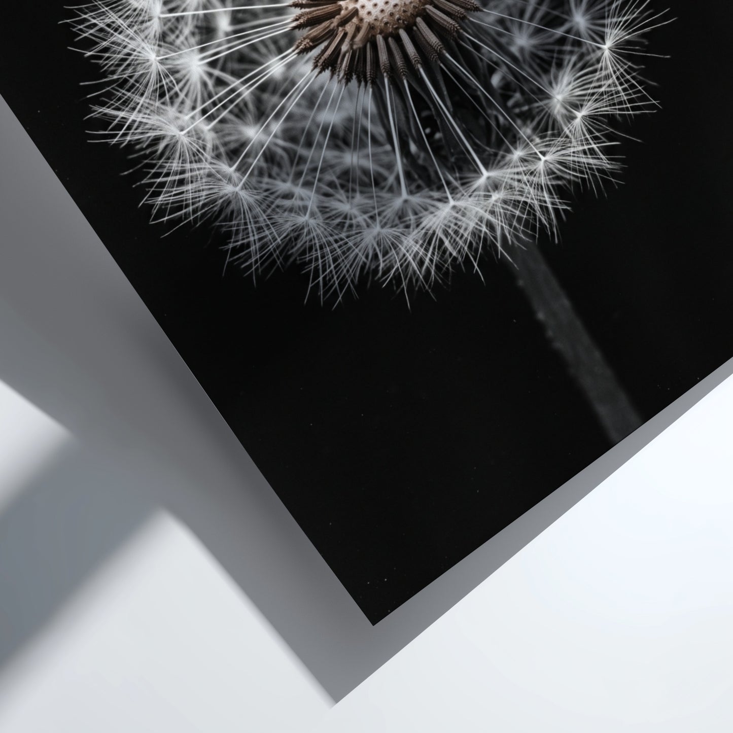 Botanical wall art of a dandelion seed head with white seeds on black minimalist background