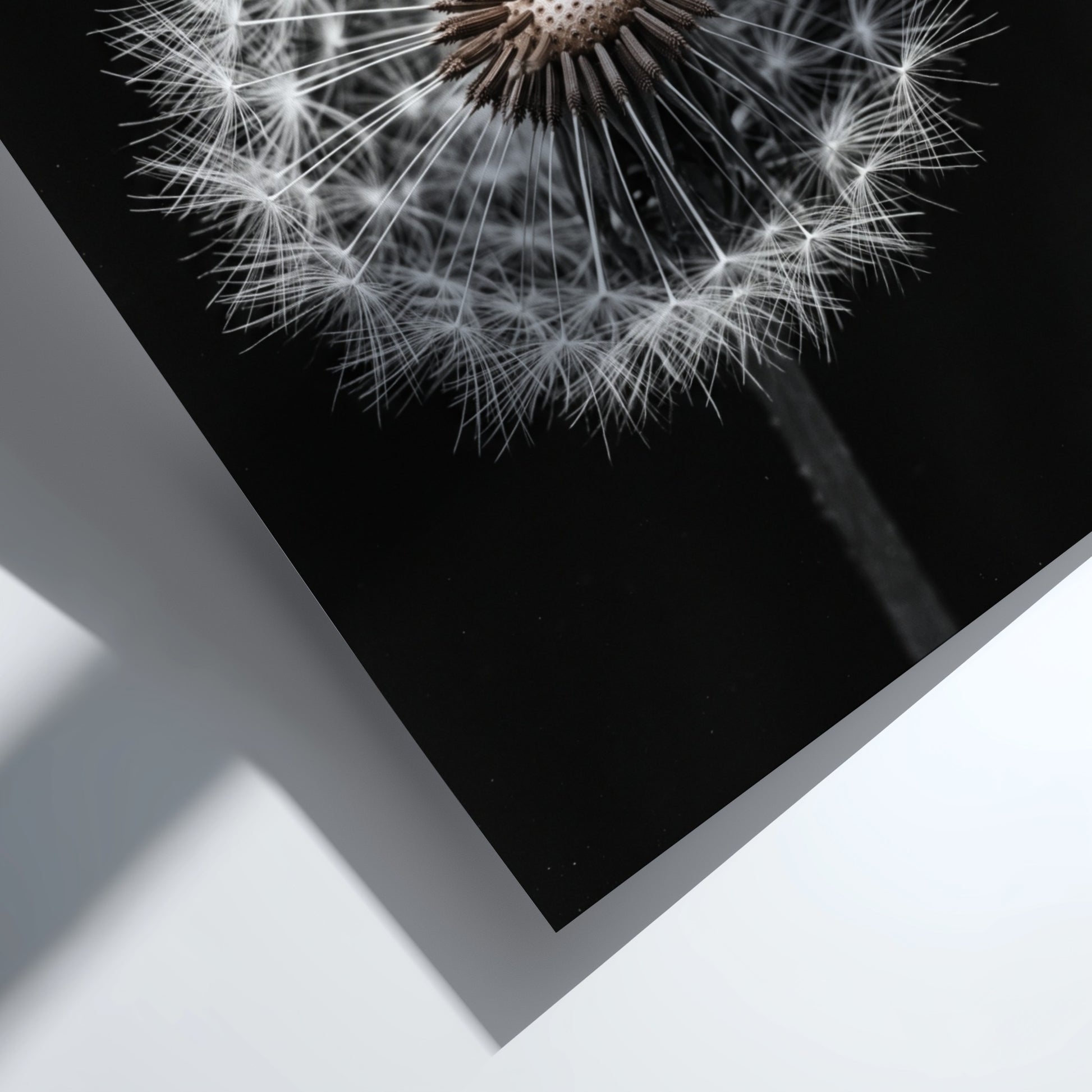 Botanical wall art of a dandelion seed head with white seeds on black minimalist background