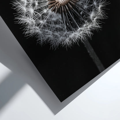 Botanical wall art of a dandelion seed head with white seeds on black minimalist background