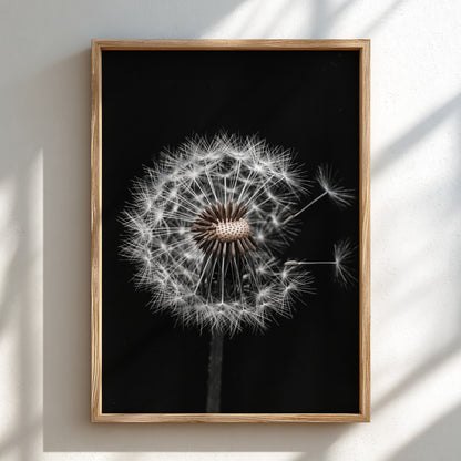 Botanical wall art of a dandelion seed head with white seeds on black minimalist background