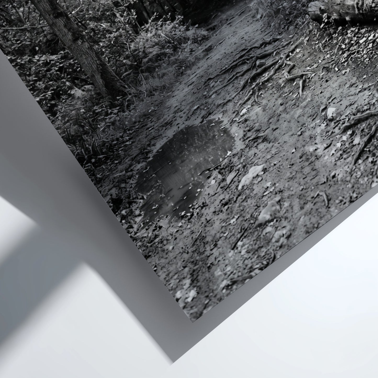 Black and white wall decor of dirt path through dense woodland with trees and roots
