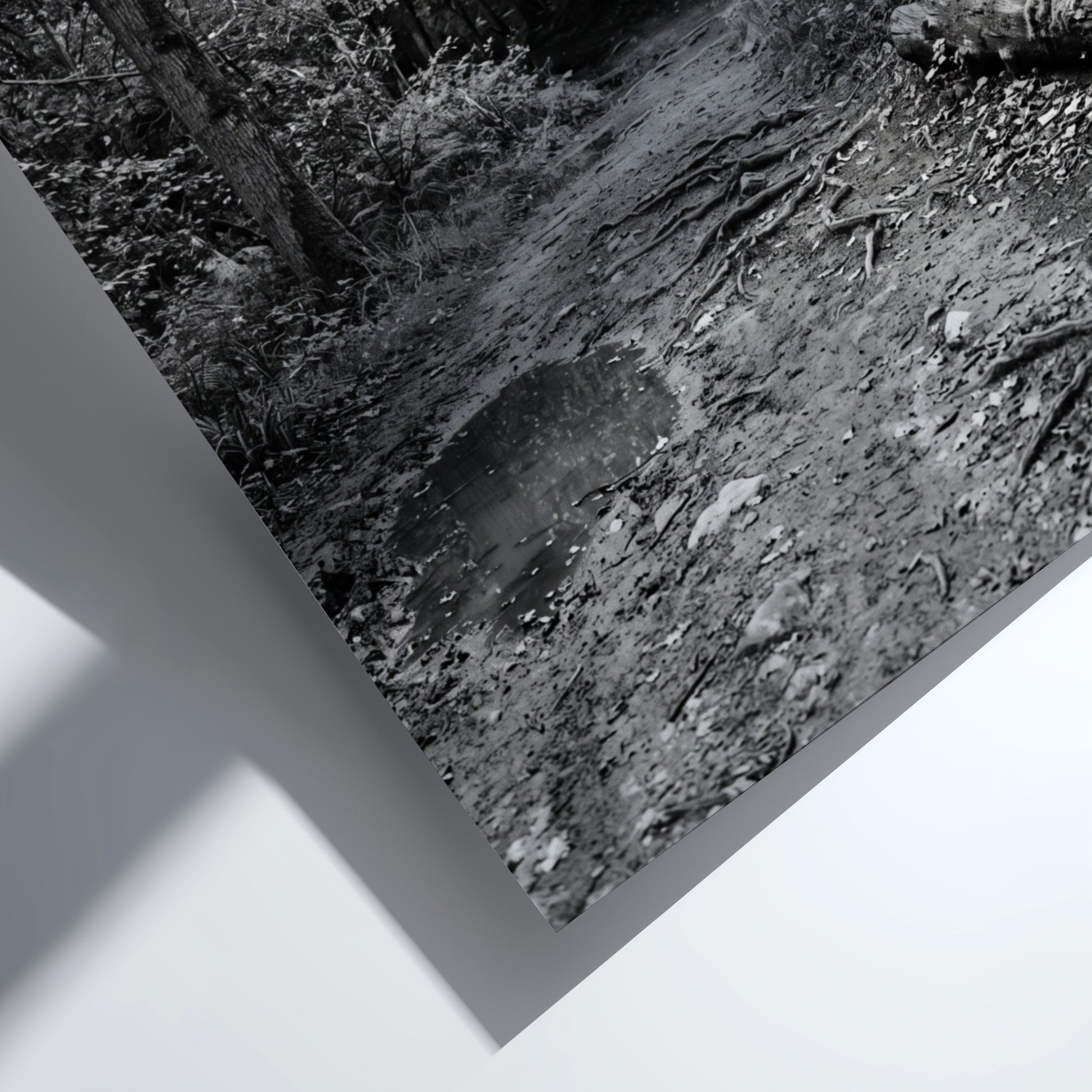 Black and white wall decor of dirt path through dense woodland with trees and roots