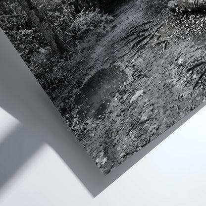 Black and white wall decor of dirt path through dense woodland with trees and roots