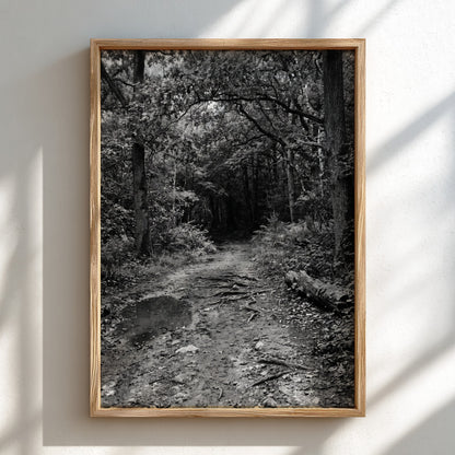 Black and white wall decor of dirt path through dense woodland with trees and roots
