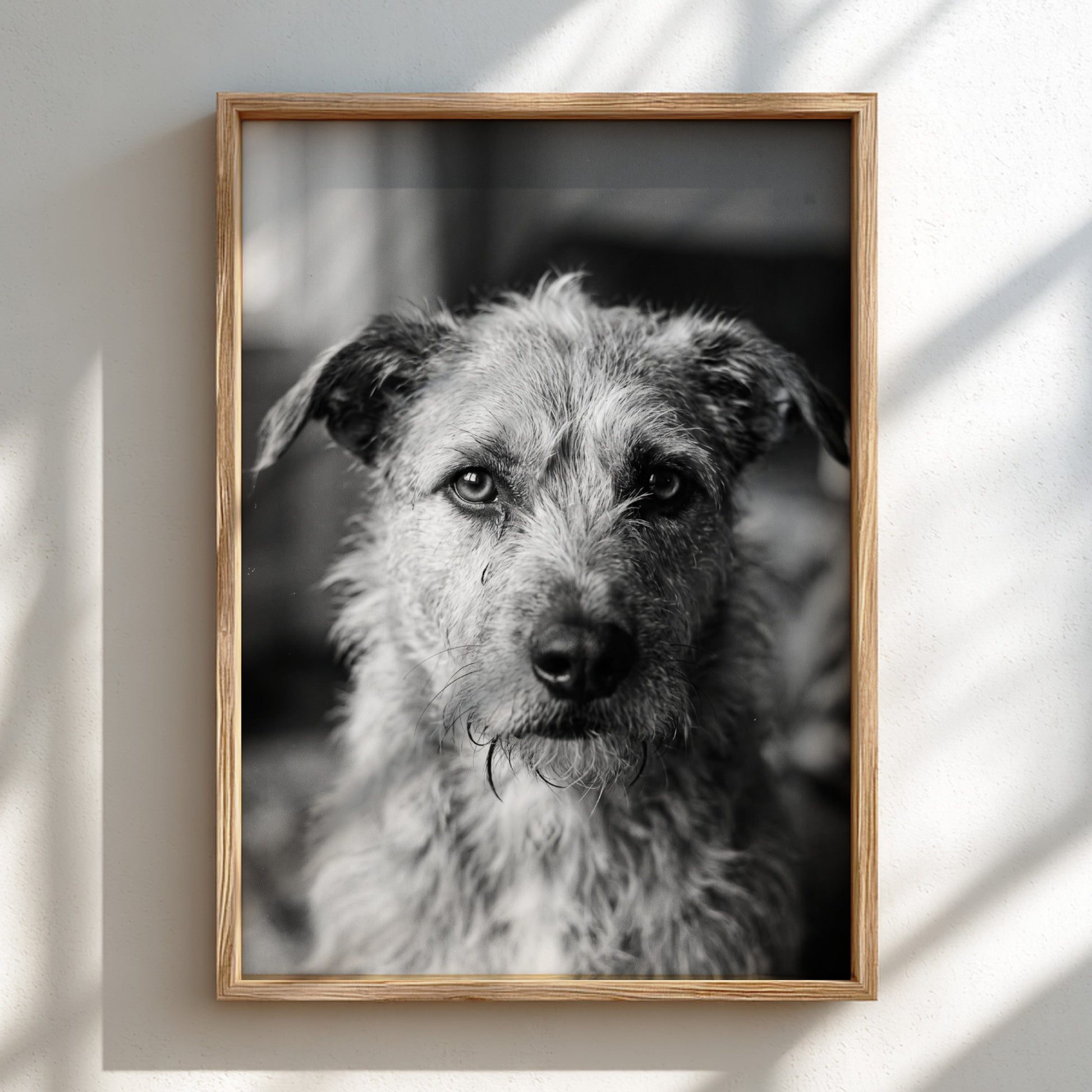 Black and white dog portrait wall decor with scruffy dog by window in natural light
