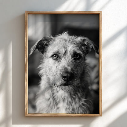 Black and white dog portrait wall decor with scruffy dog by window in natural light