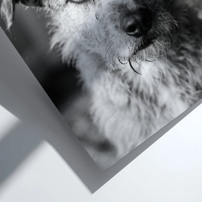 Black and white dog portrait wall decor with scruffy dog by window in natural light