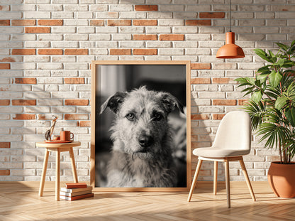 Black and white dog portrait wall decor with scruffy dog by window in natural light