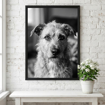 Black and white dog portrait wall decor with scruffy dog by window in natural light