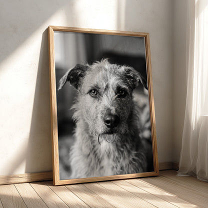 Black and white dog portrait wall decor with scruffy dog by window in natural light