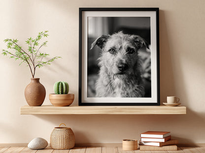 Black and white dog portrait wall decor with scruffy dog by window in natural light