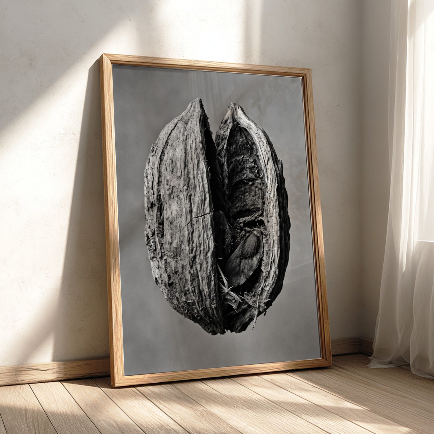 Botanical photography print of dried seed pod split open monochrome black and white detailed