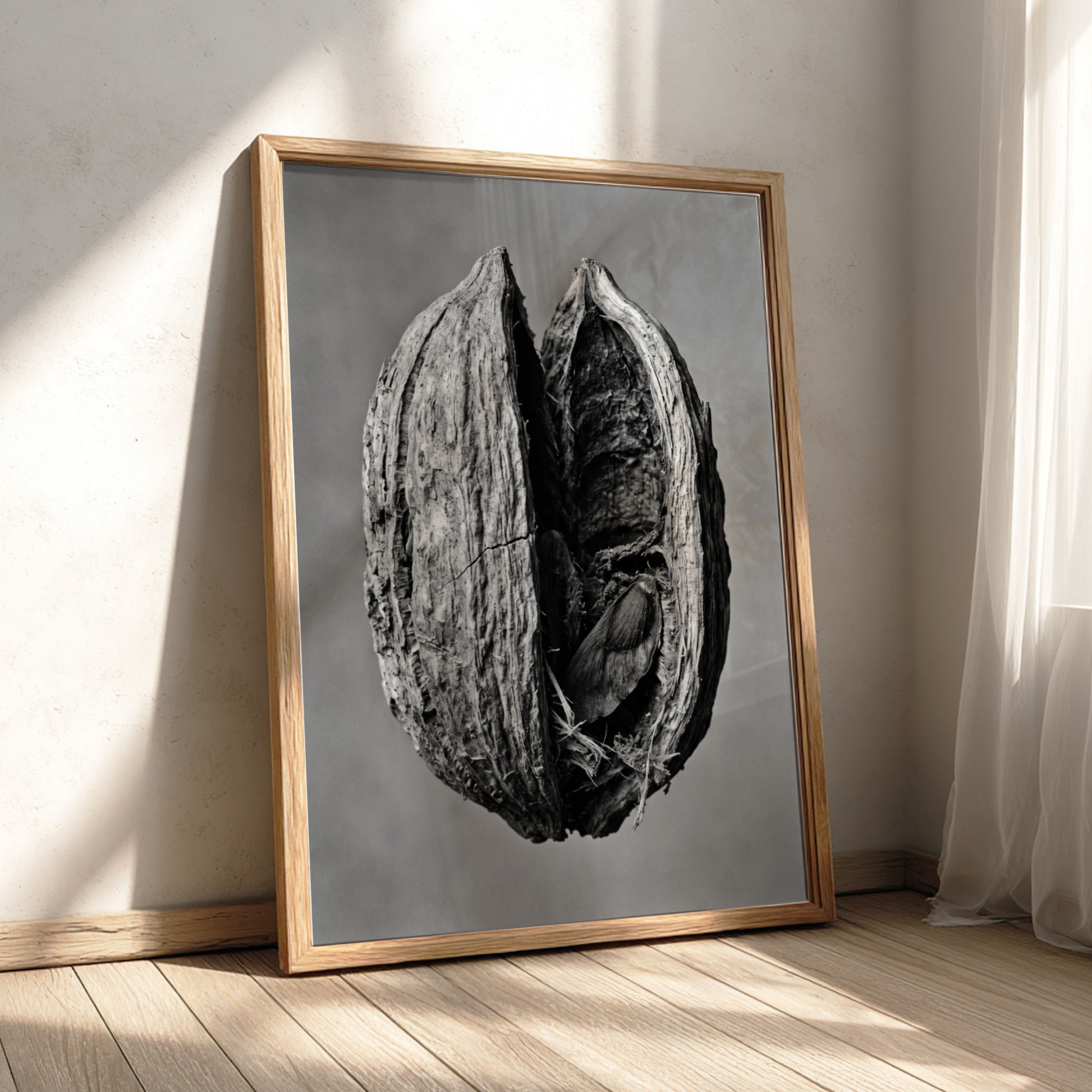 Botanical photography print of dried seed pod split open monochrome black and white detailed