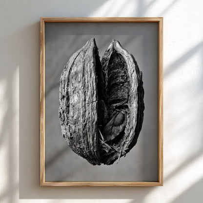Botanical photography print of dried seed pod split open monochrome black and white detailed