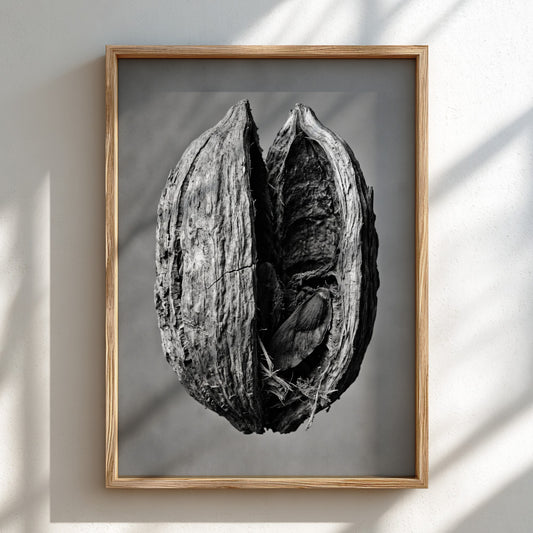 Botanical photography print of dried seed pod split open monochrome black and white detailed