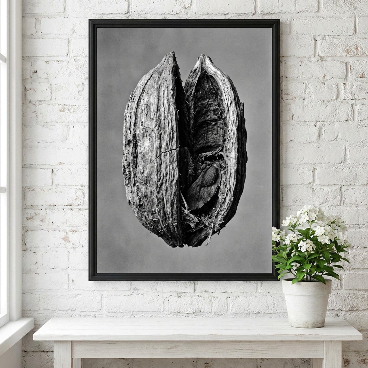 Botanical photography print of dried seed pod split open monochrome black and white detailed