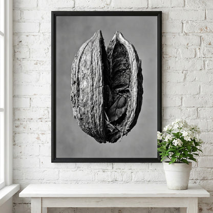 Botanical photography print of dried seed pod split open monochrome black and white detailed