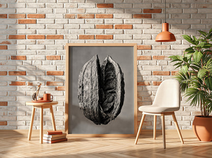 Botanical photography print of dried seed pod split open monochrome black and white detailed