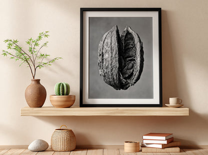 Botanical photography print of dried seed pod split open monochrome black and white detailed