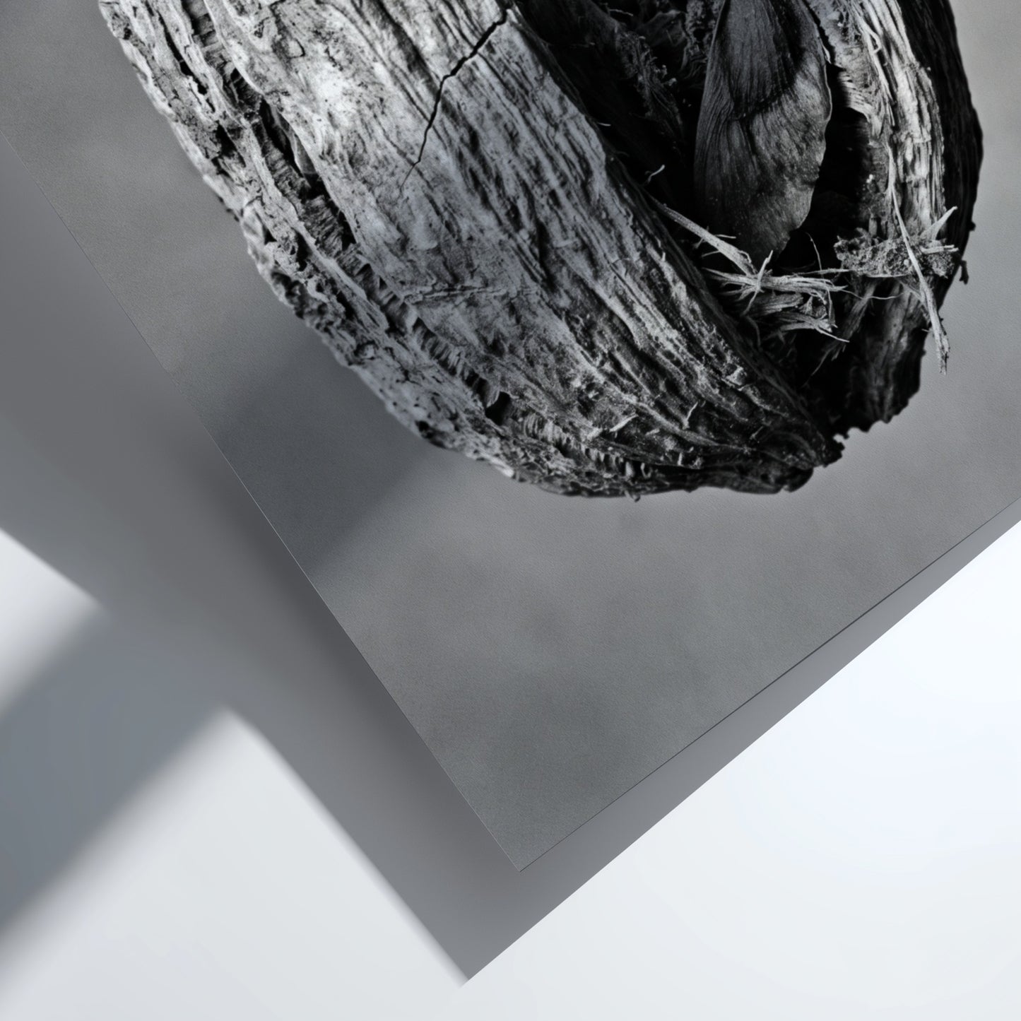 Botanical photography print of dried seed pod split open monochrome black and white detailed