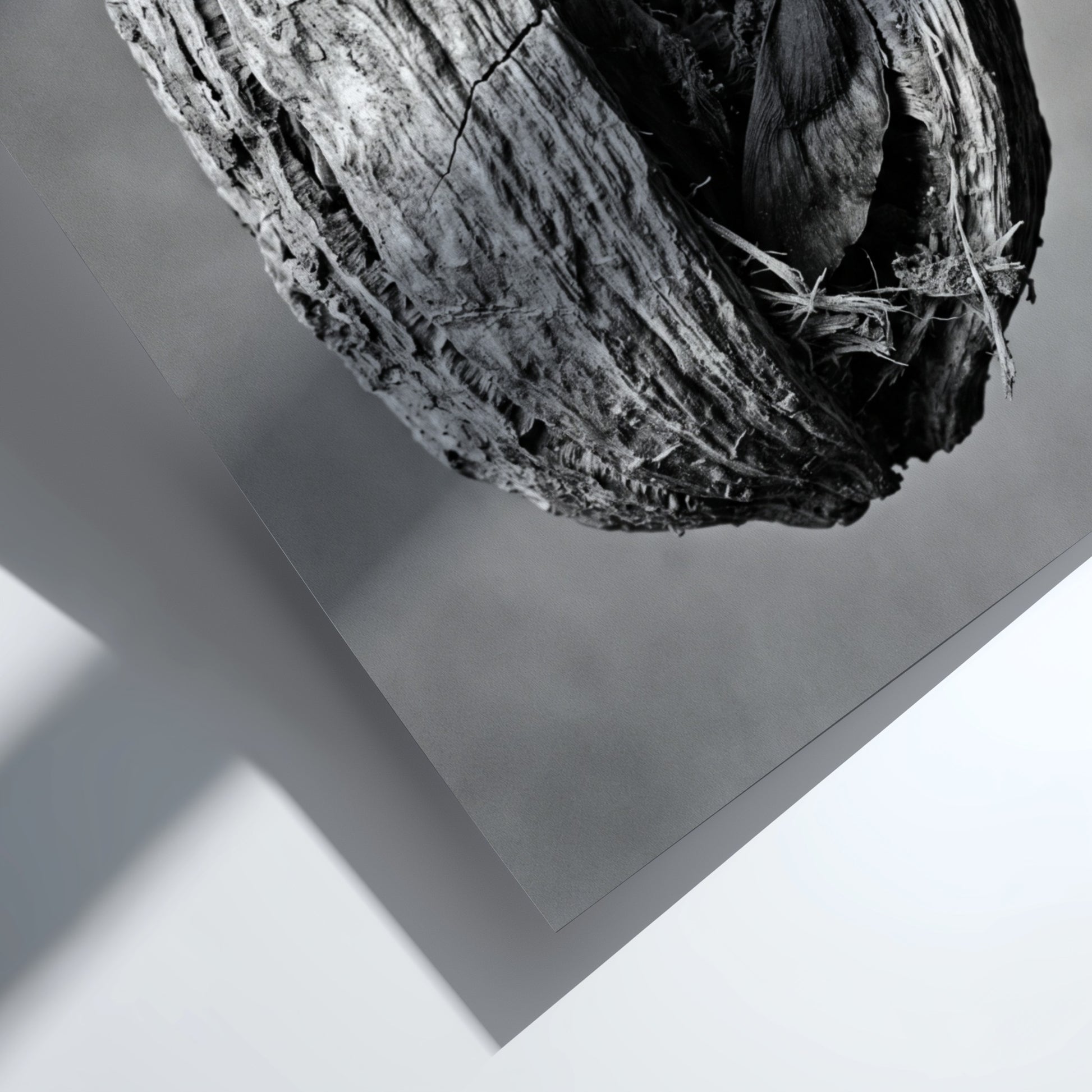 Botanical photography print of dried seed pod split open monochrome black and white detailed