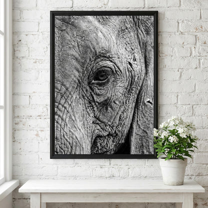 wildlife wall decor black and white close-up photograph of elephant eye with detailed textured skin