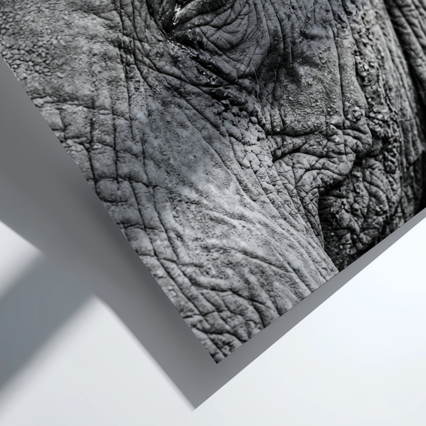 wildlife wall decor black and white close-up photograph of elephant eye with detailed textured skin