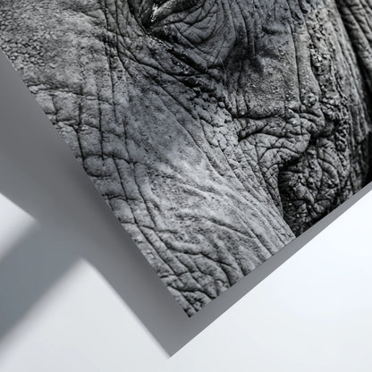 wildlife wall decor black and white close-up photograph of elephant eye with detailed textured skin