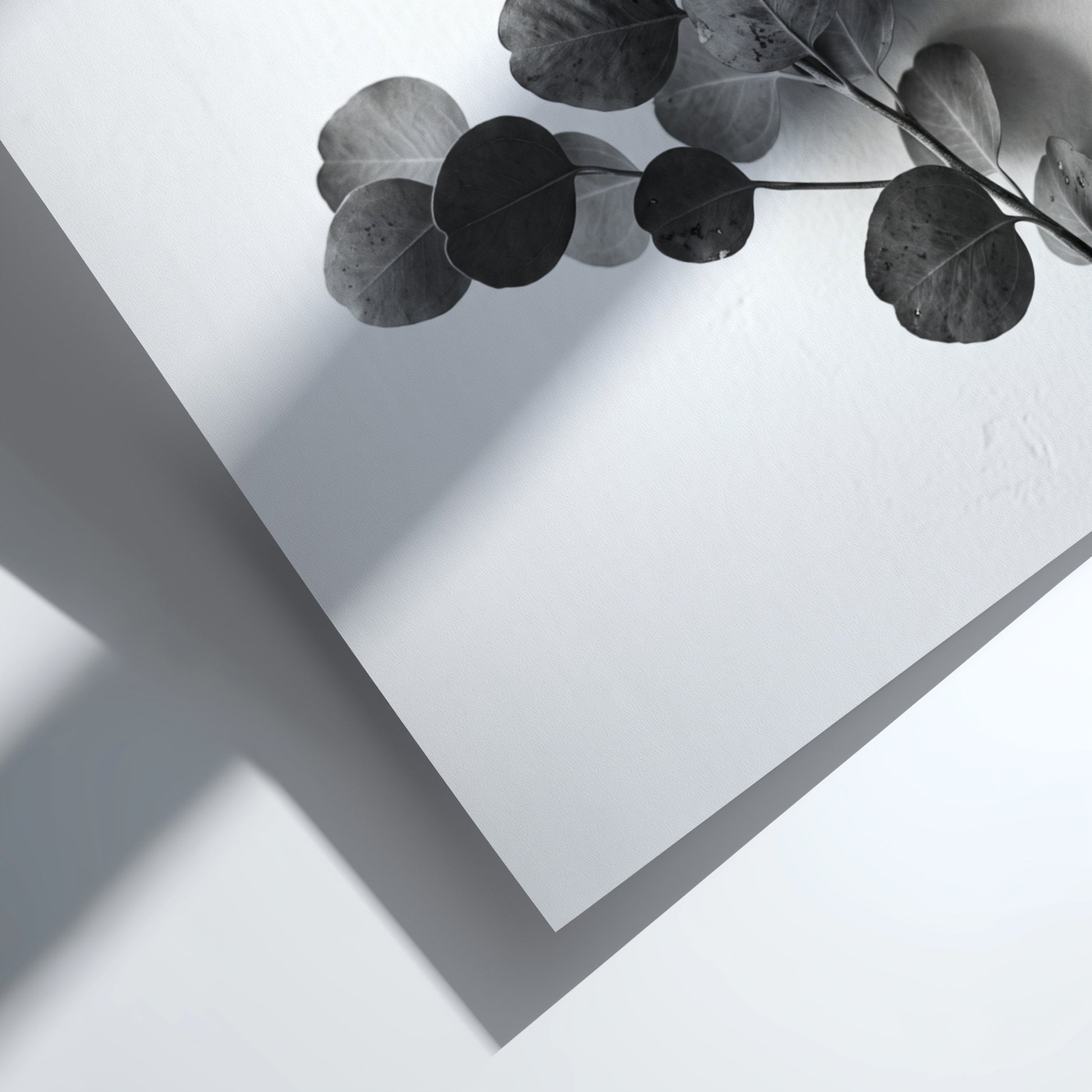 botanical wall decor featuring grayscale eucalyptus branch with rounded leaves on white background