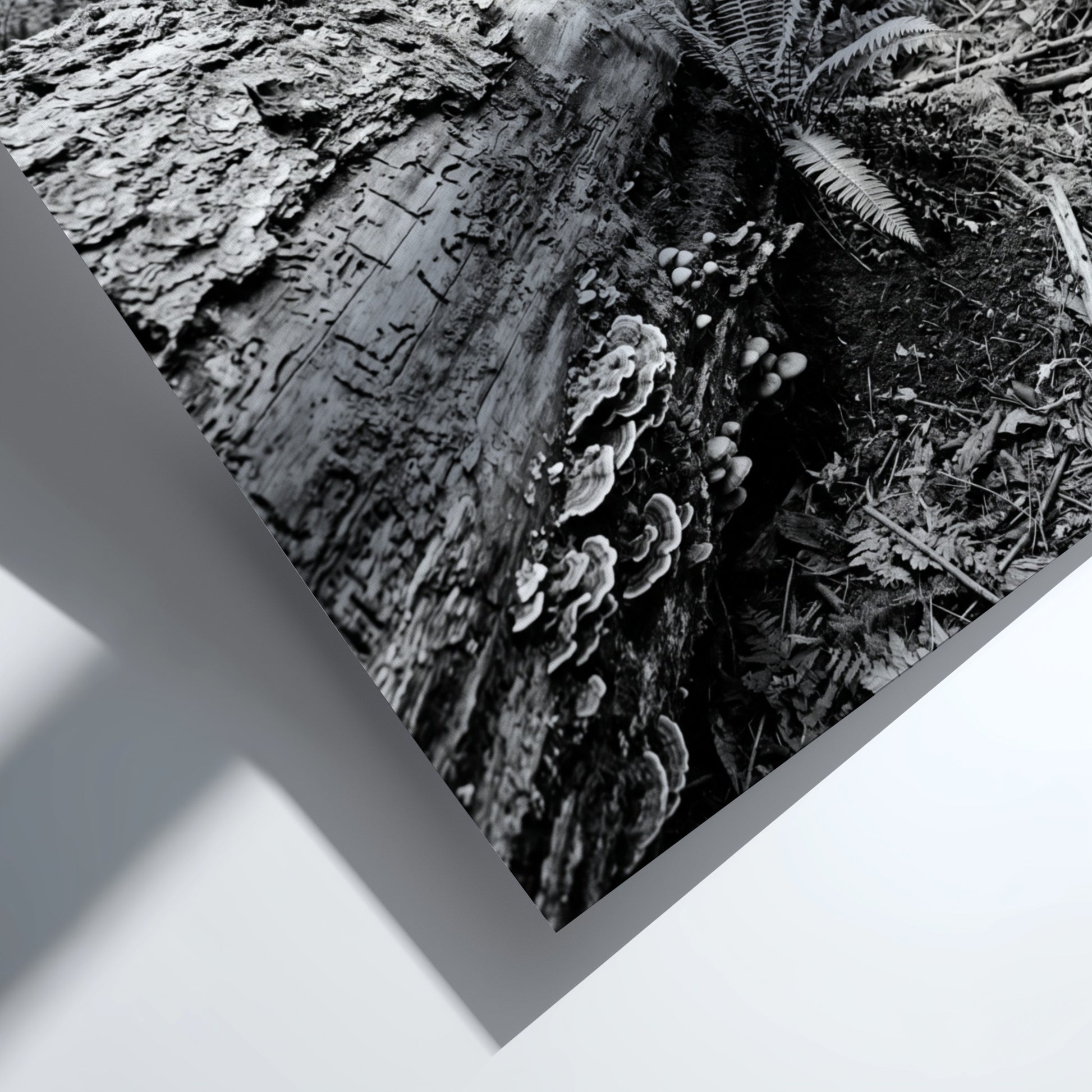 Black and white poster showing fallen tree trunk in dense forest with ferns and detailed textures
