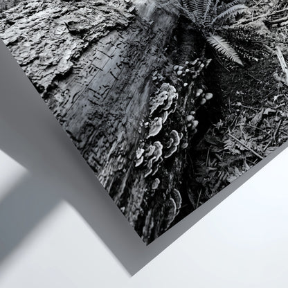Black and white poster showing fallen tree trunk in dense forest with ferns and detailed textures