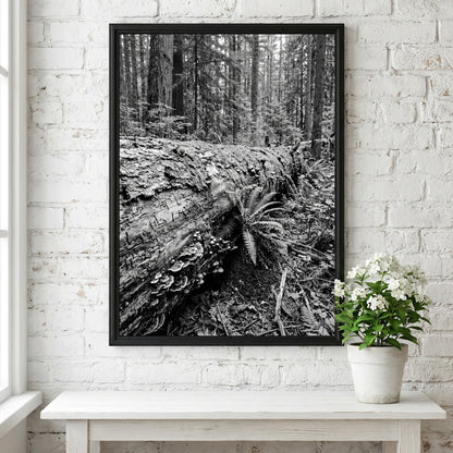 Black and white poster showing fallen tree trunk in dense forest with ferns and detailed textures