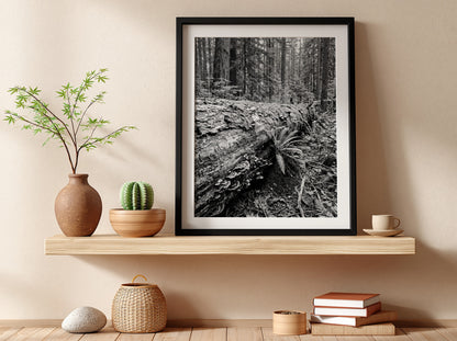 Black and white poster showing fallen tree trunk in dense forest with ferns and detailed textures