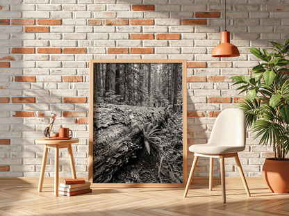 Black and white poster showing fallen tree trunk in dense forest with ferns and detailed textures
