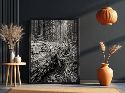 Black and white poster showing fallen tree trunk in dense forest with ferns and detailed textures