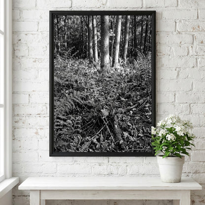 Black and white poster showing ferns on a forest floor with tree trunks and detailed foliage
